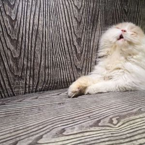 古铜色阳光下的一只猫.demo