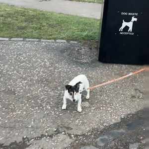 没人会代替我悲伤