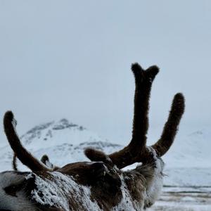 Lay Hope (Live in the Arctic)