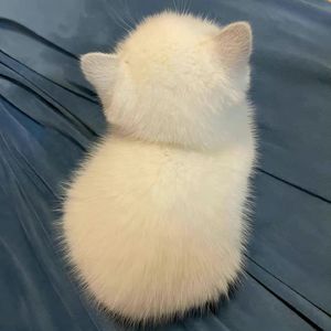 只是太爱你（女生版）