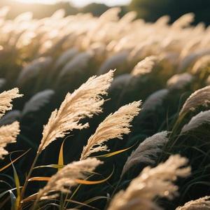 风的季节 (Cover Soler)