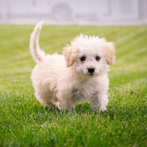 놀이동산 강아지