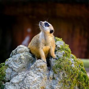 gu khaale behn ke bhai