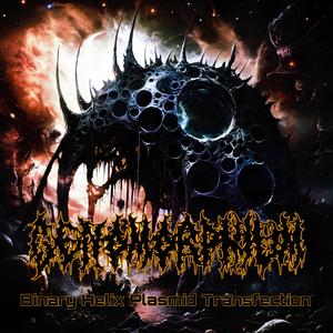 Bimary Helix Plasmid Transfection