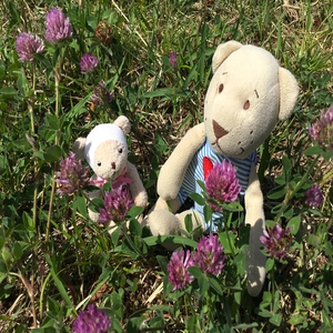 Horsetail (Guitar Version)