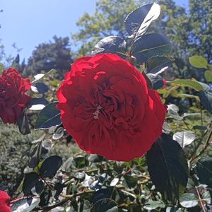 青春的故事（纯音乐）