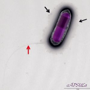 Cápsula
