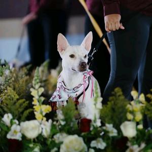 Pablito Calavera -Alita