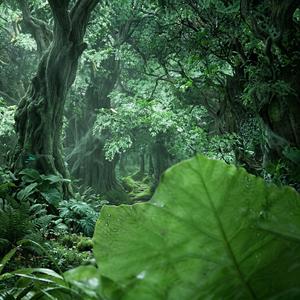 Track in Time (Forest Version)