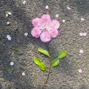 但行好事，莫问前程