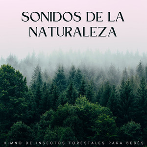 Zumbido De La Canción De Cuna Del Bosque