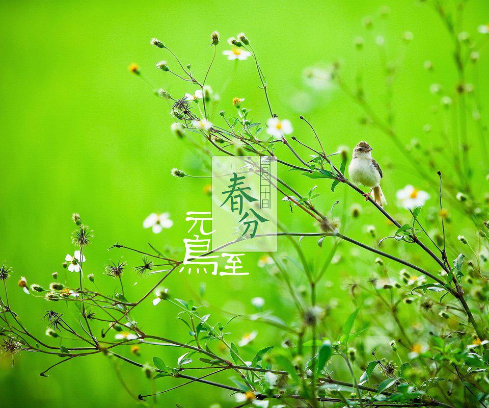 春分 - 洛天依Official