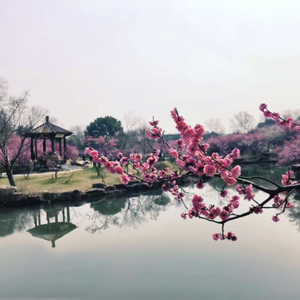 桃花依旧笑春风