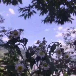 吻别前的那片海