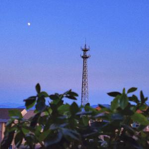 我们在夏枝繁茂时再见