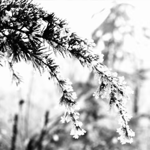 雪松（prod.Averatec&Red Ketch）