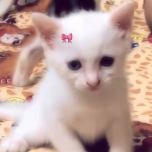 Рэп Гад (slowed)