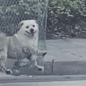 布鲁狗（Prod.No Birthday）