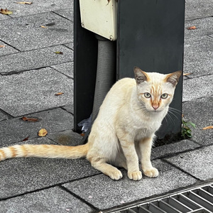 ซูลูปาก้า ตาปาเฮ้ (sped up)