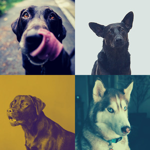 微妙的睡狗心情