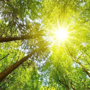 太阳照常升起 (钢琴版)