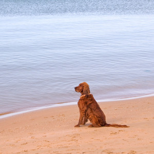 Naps Take Under Pier
