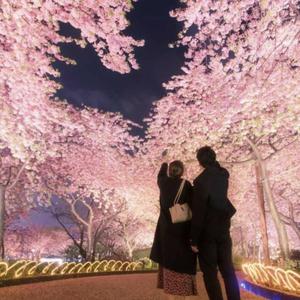 With You in the Spring (春にあなたとともに)