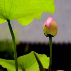 惜缘 (佛教歌曲)