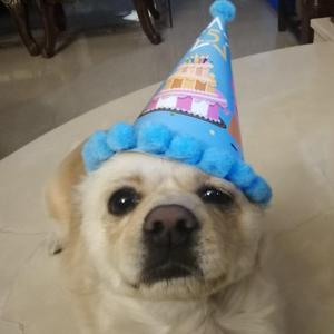 苏汉滨 - 凋零的玫瑰