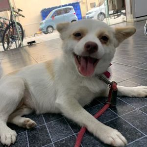 YAYAYA