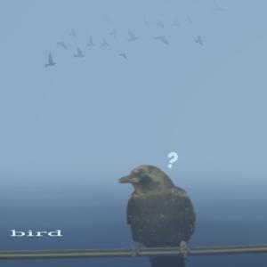 bird