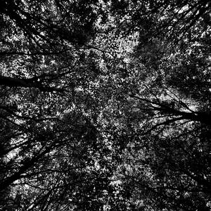 Superposition (One Moment of Gratitude)