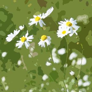 Chamomile