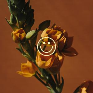 SXY