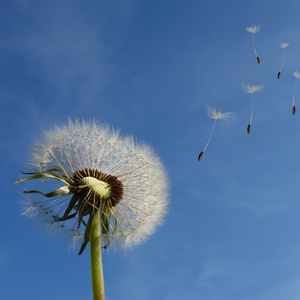 一朵小红花（亲手送你呀）DJ光波版