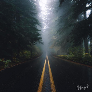 Waterfall of the Forest