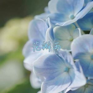 花瓣雨