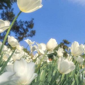 总有人捧着花向你走来