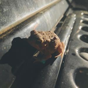 Frog on Jeep