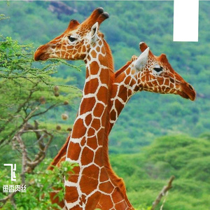 橙黄橘绿秋色正浓心欢喜