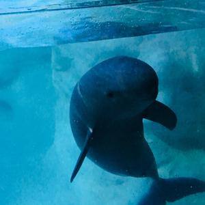 李佳隆-BERRY （Lilduu remix）（illusion_yi remix）