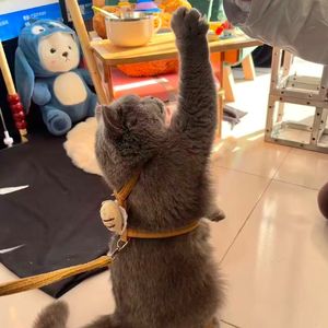 （99买断买二赠一）抒情吉他叙事