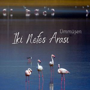 Kuşlu Yıldızlı Dilek