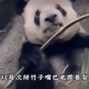 大型纪录片之人教版熊猫