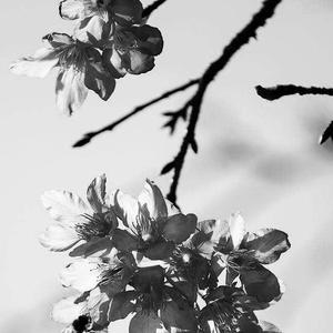 樱花巷（完整版）