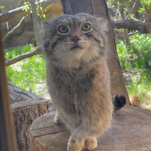 自由なステップ レフに