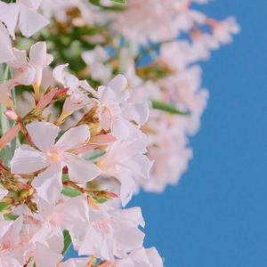 夏天的风