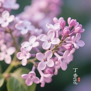 丁香花 (风无念 Remix)