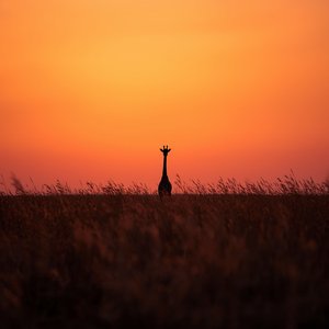 Hope Rises Soul High