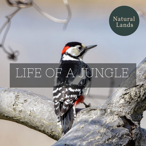 Mellodiously Singing Frogs